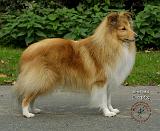 Shetland Sheepdog 9T002D-083